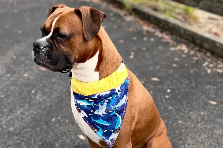 3 Best Dog Accessories You Can Get Online