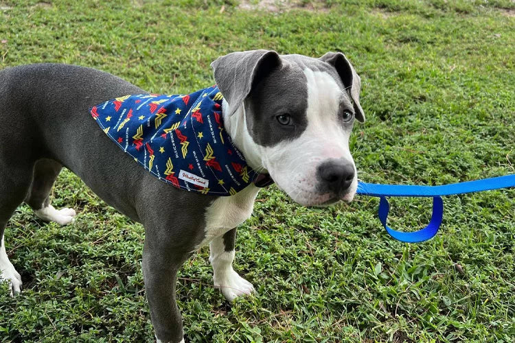 The Ultimate Guide to Cute Dog Bandanas