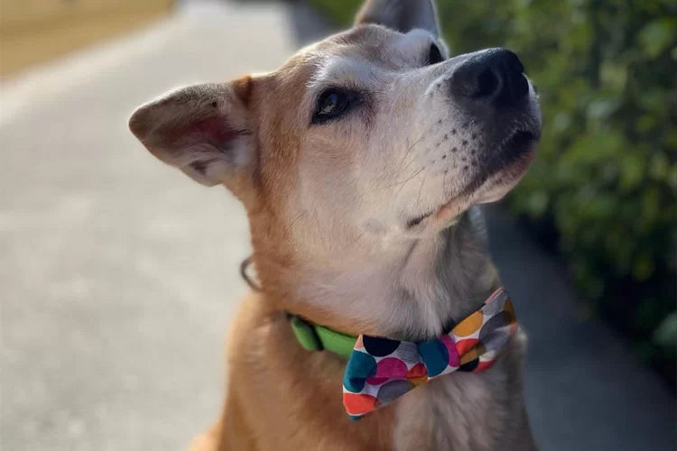 Tips on Dressing Your Dog in the Latest Fashion