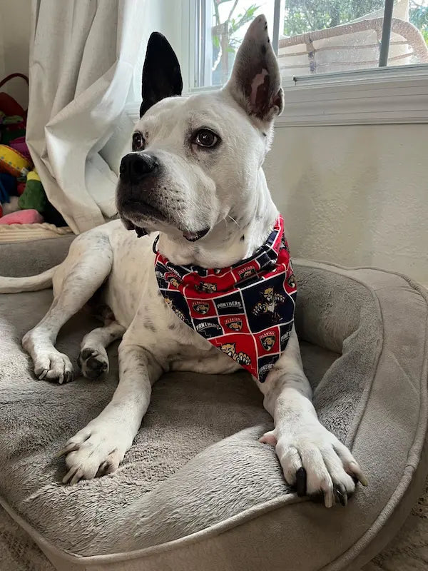 Panthers Over the Collar dog bandannas
