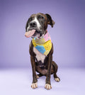 Dog Tie Bandanna