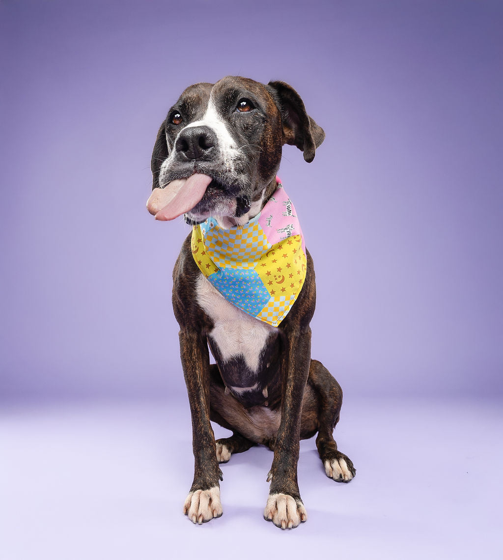 Dog Tie Bandanna