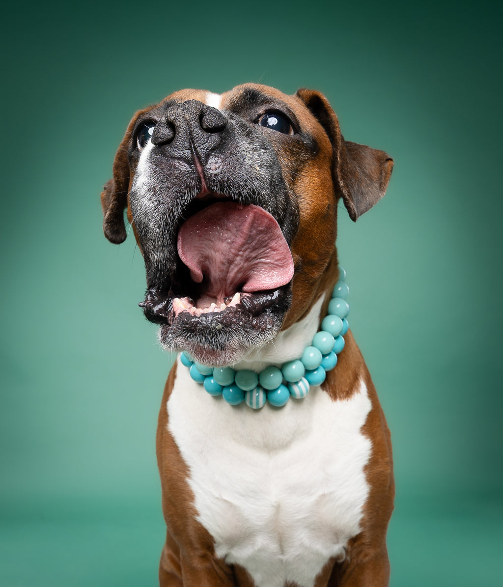 Dog Beaded Collar