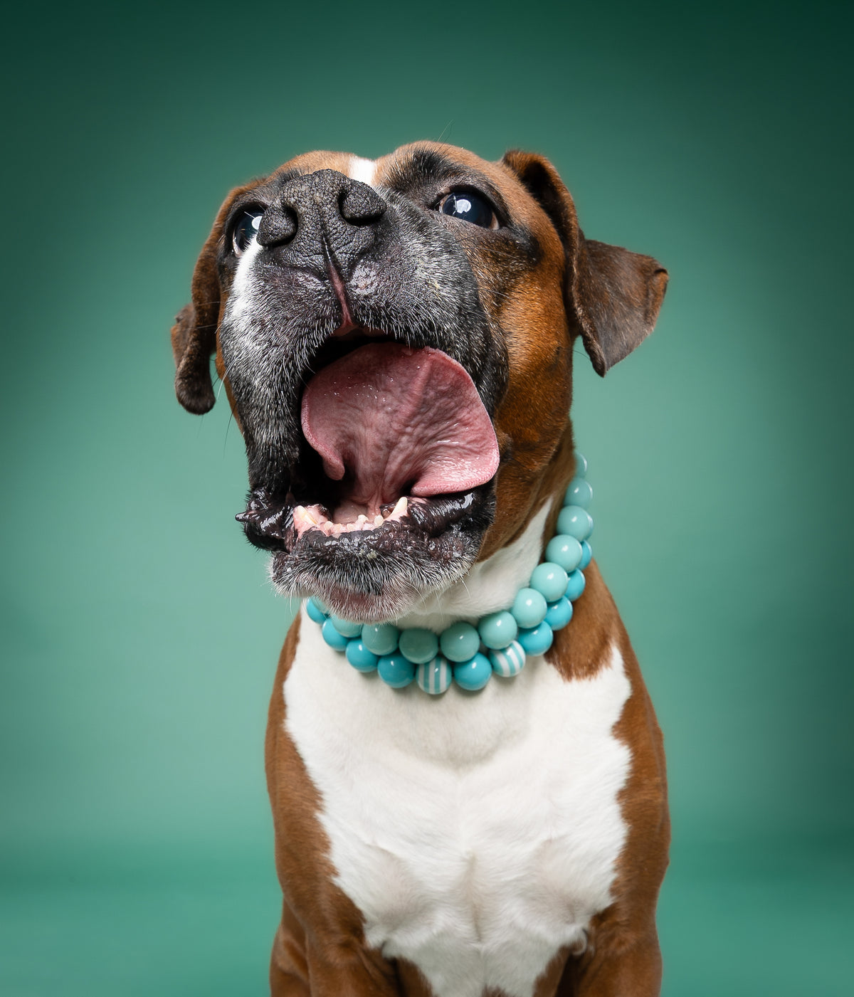 Dog Beaded Collar