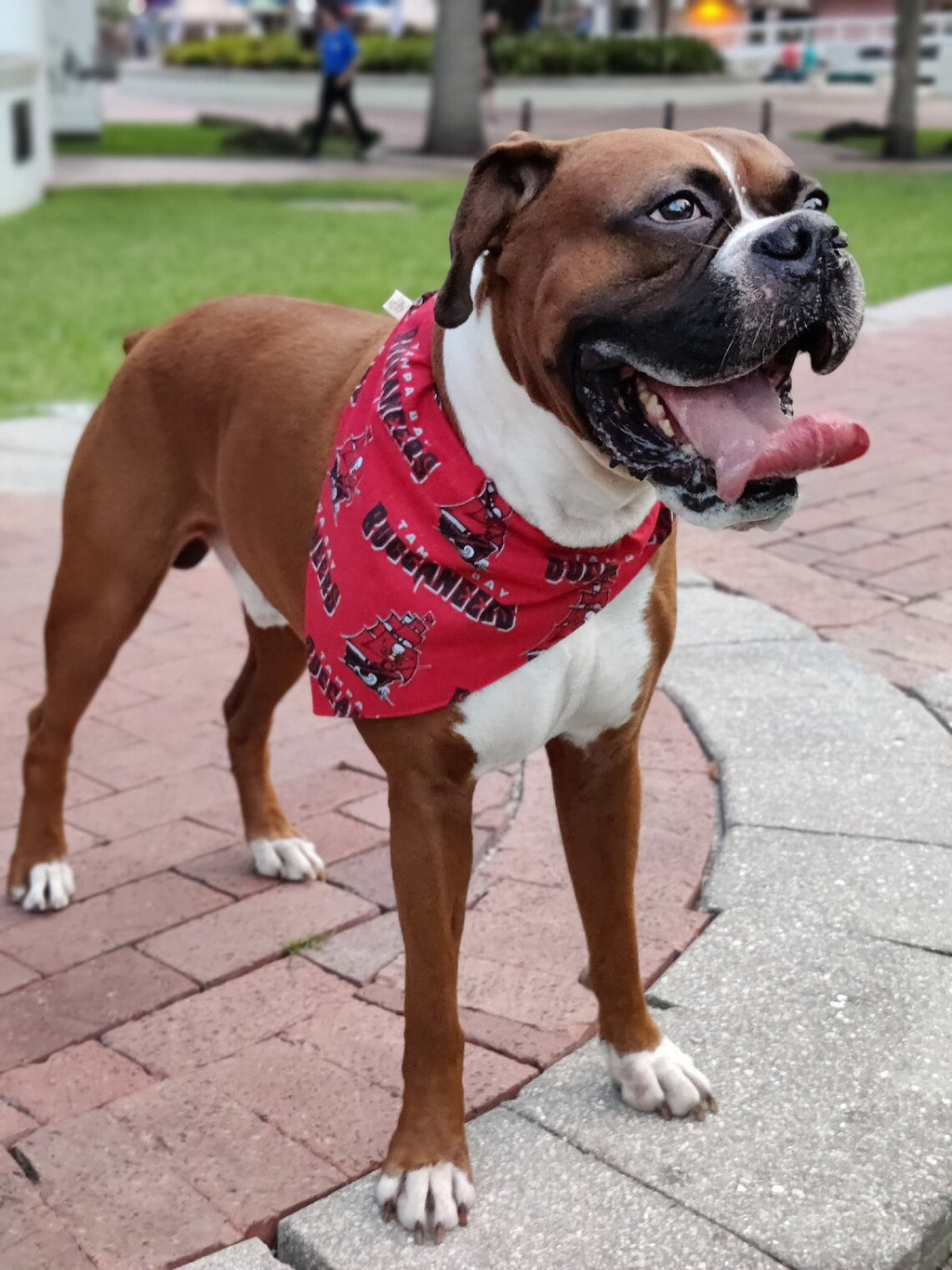 Tampa Bay Bucs Buccaneers Dog Bandana Over the Collar