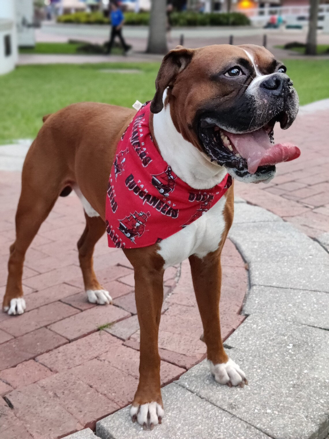 Tampa Bay Bucs Buccaneers Dog Bandana Over the Collar