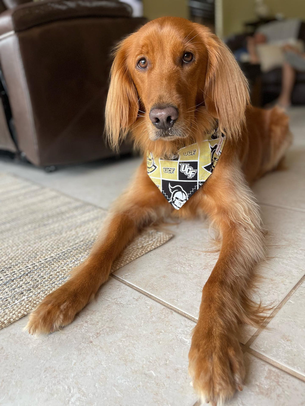 UCF Knights Dog Bandanna Over the Collar