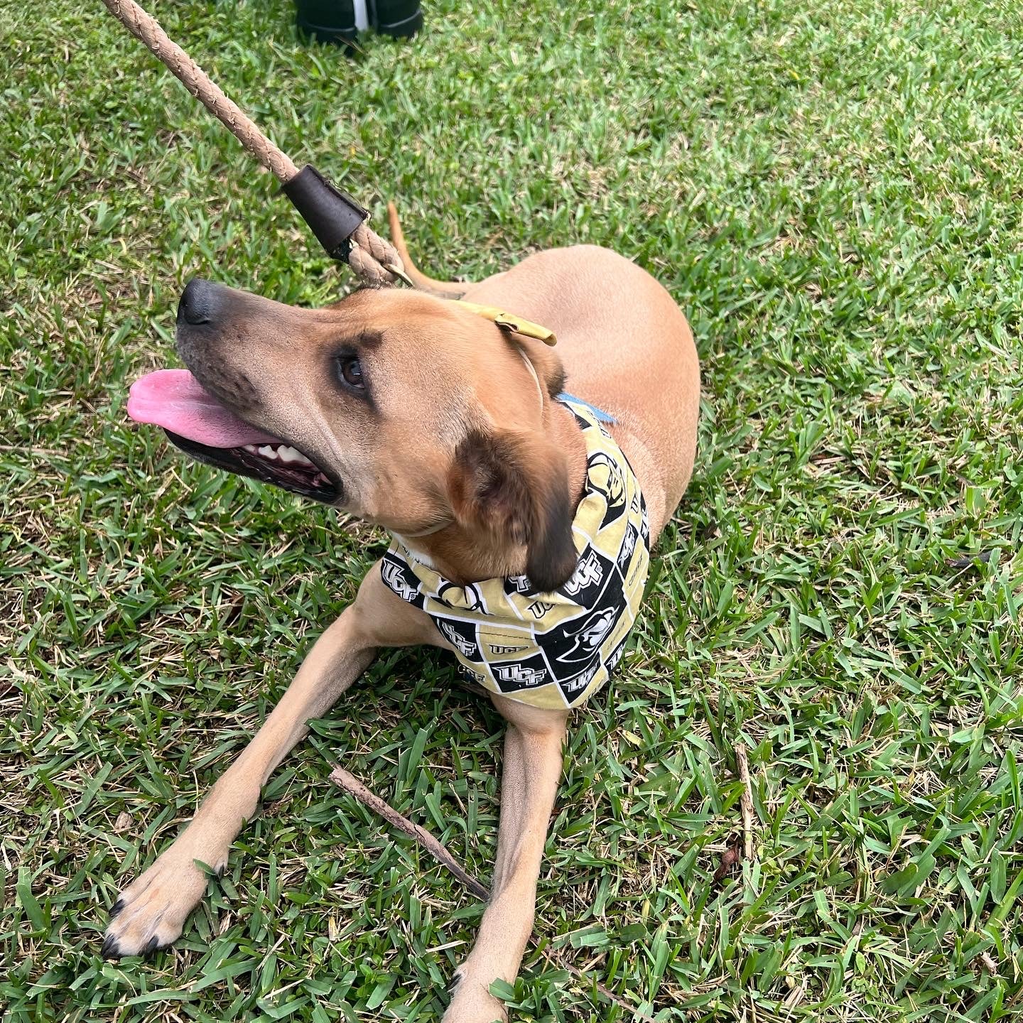 Dog on a leash lying on grass