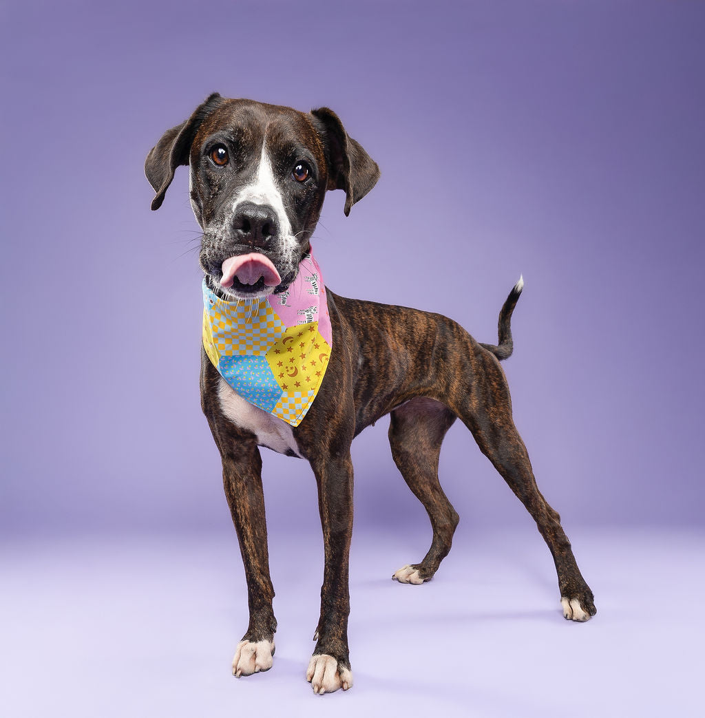 Dog Tie Bandanna