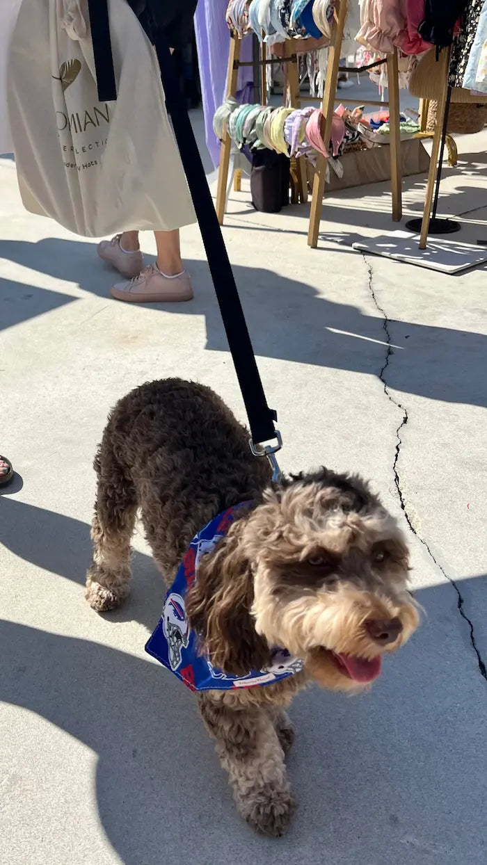Bills Over the Collar Dog Bandanna