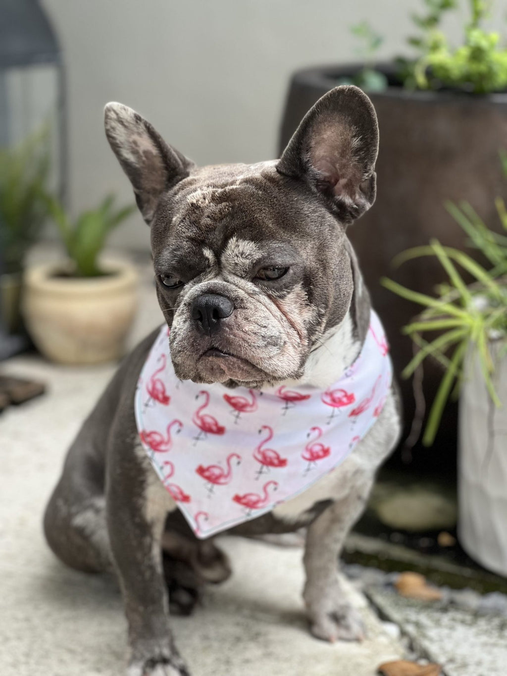 Flamingo snap dog bandanna