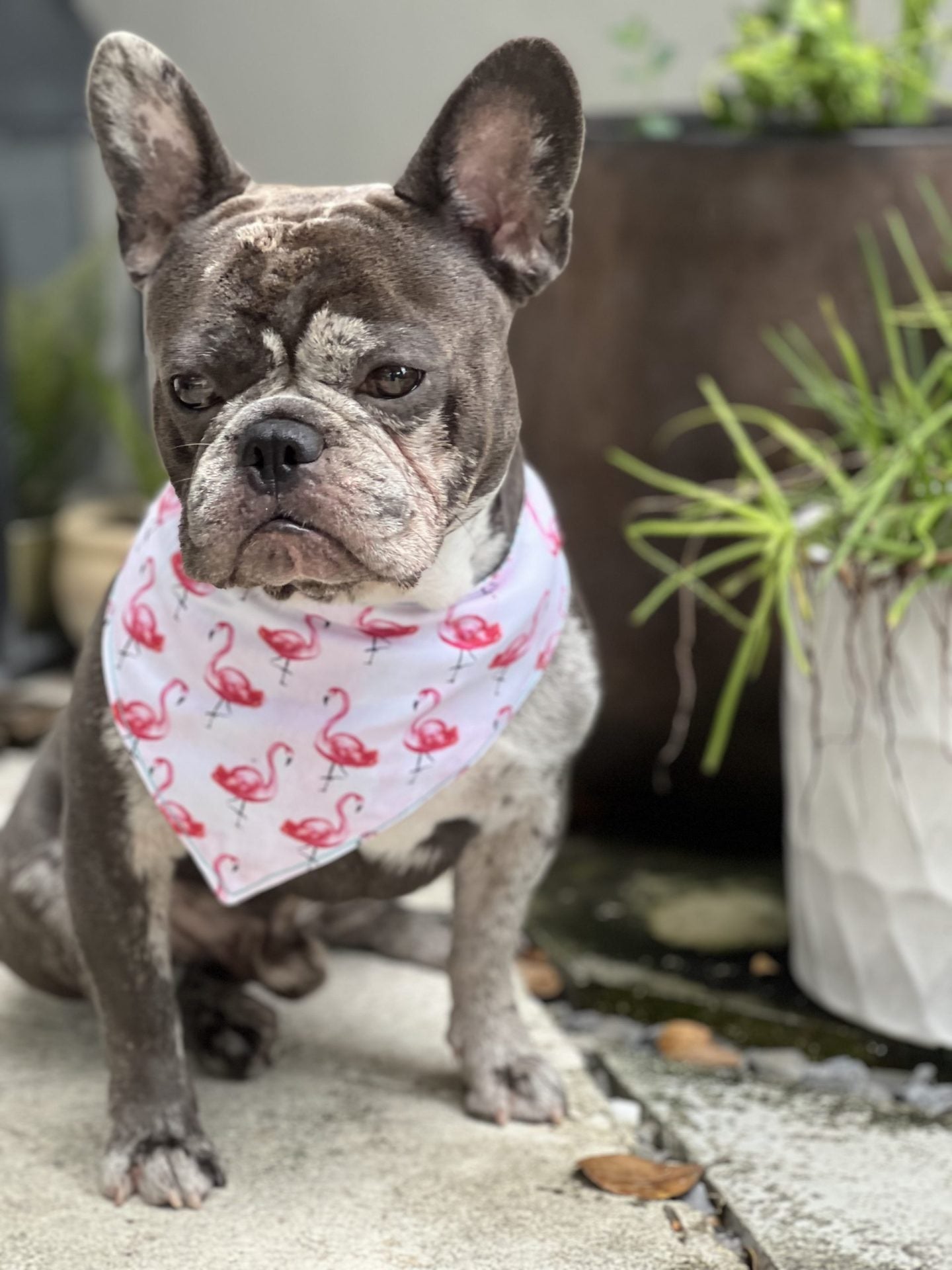 Flamingo snap dog bandanna