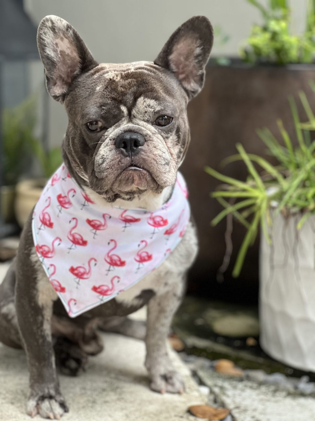 Flamingo snap dog bandanna