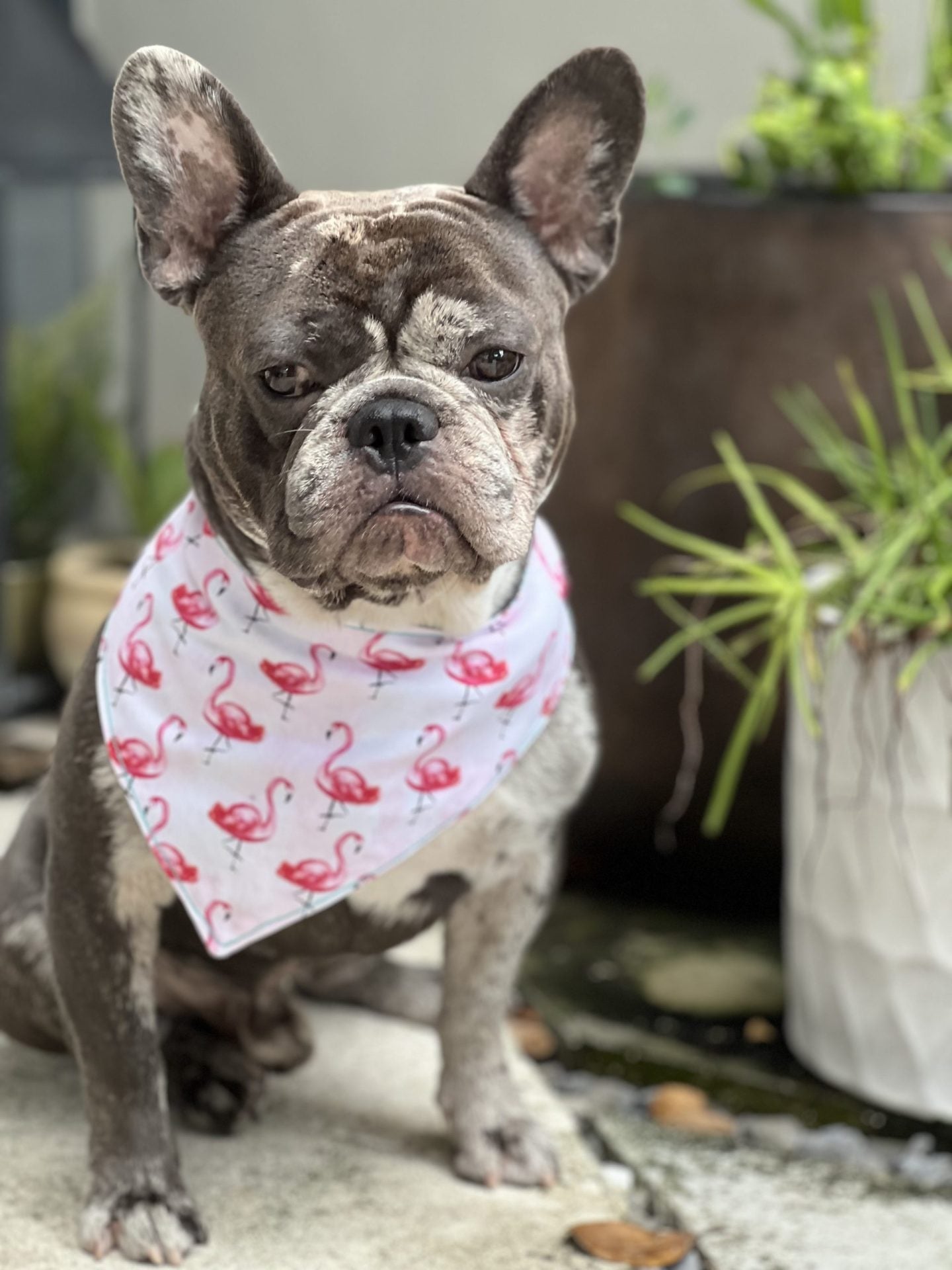Flamingo snap dog bandanna