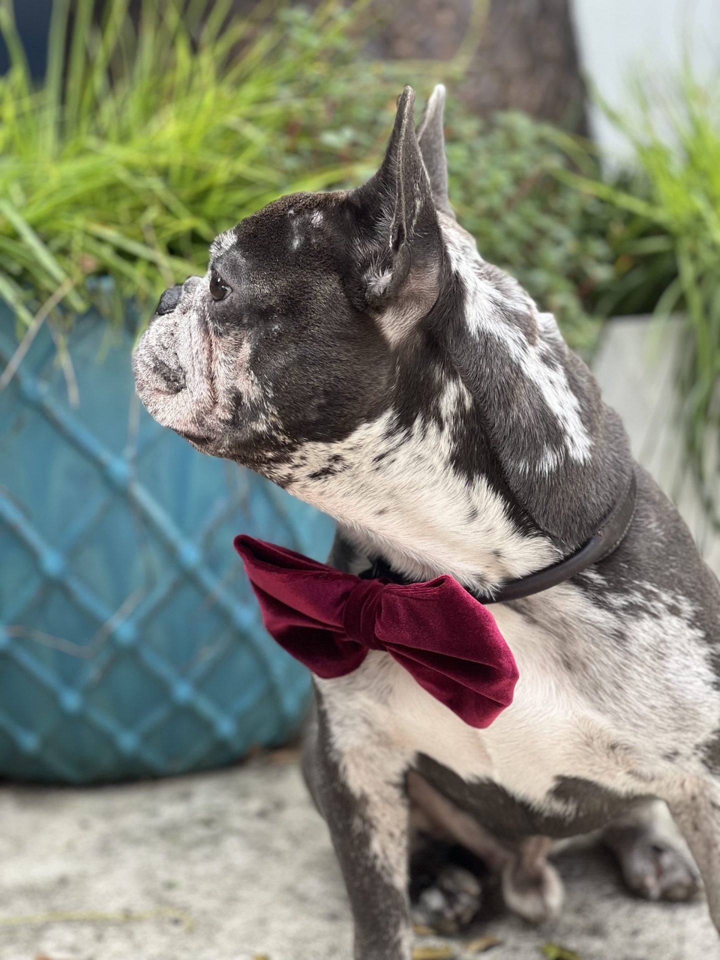 Velvet Dog Bow Tie with velcro