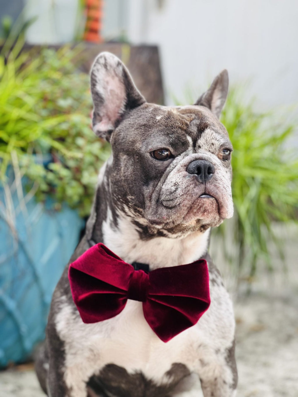 Velvet Dog Bow Tie with velcro