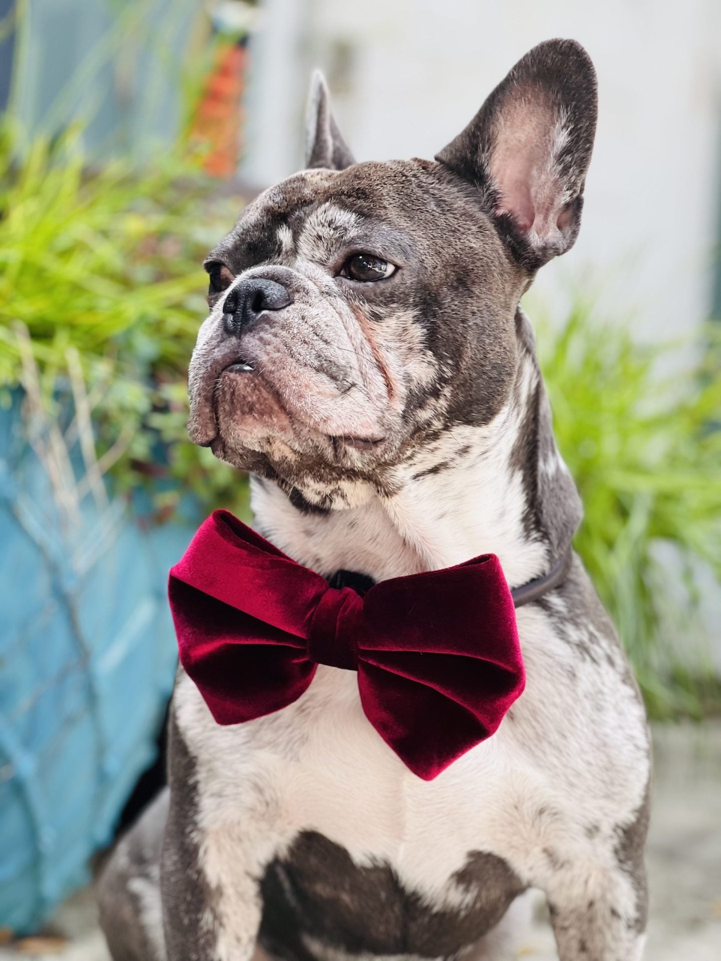 Velvet Dog Bow Tie with velcro