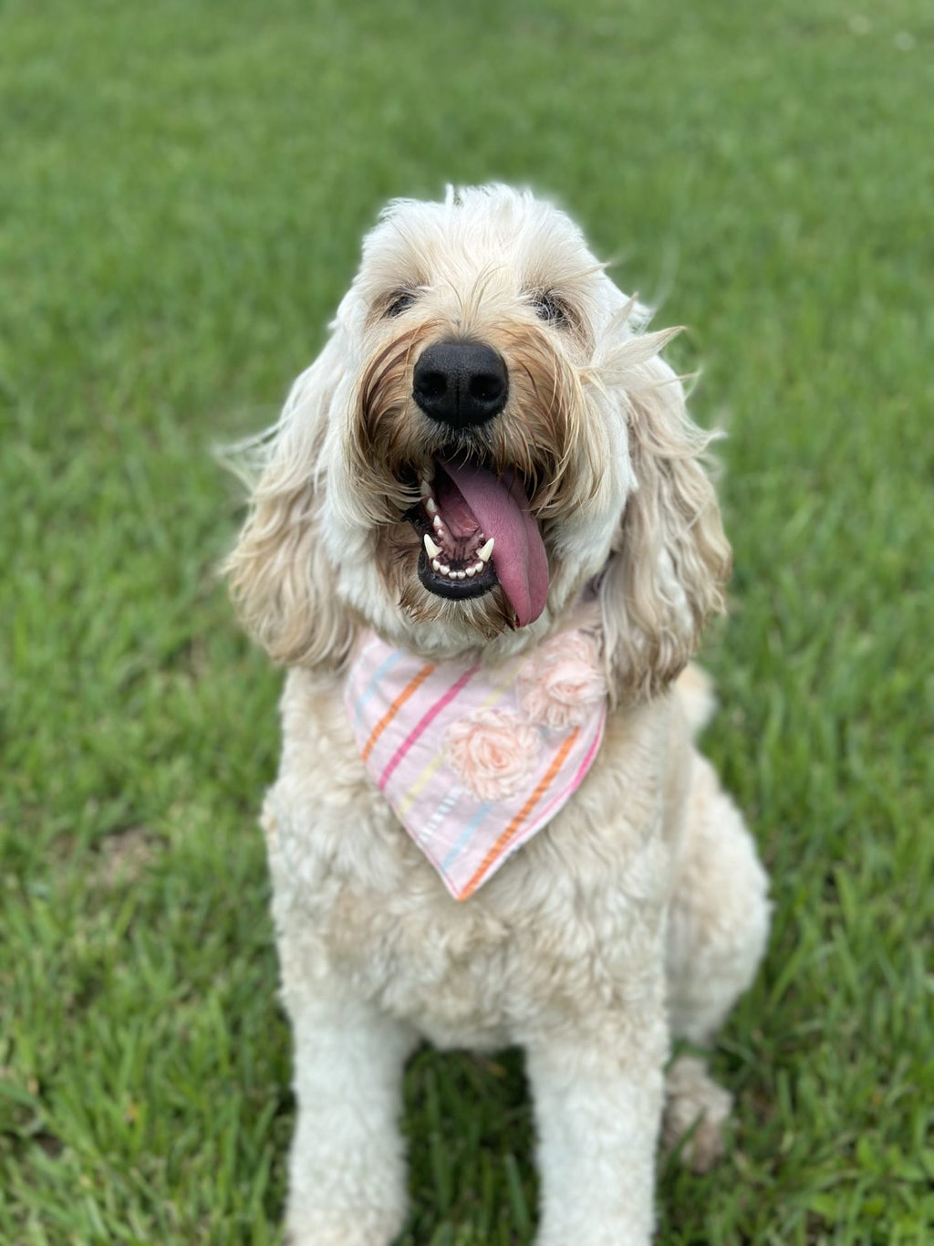 Peach  snap dog bandanna