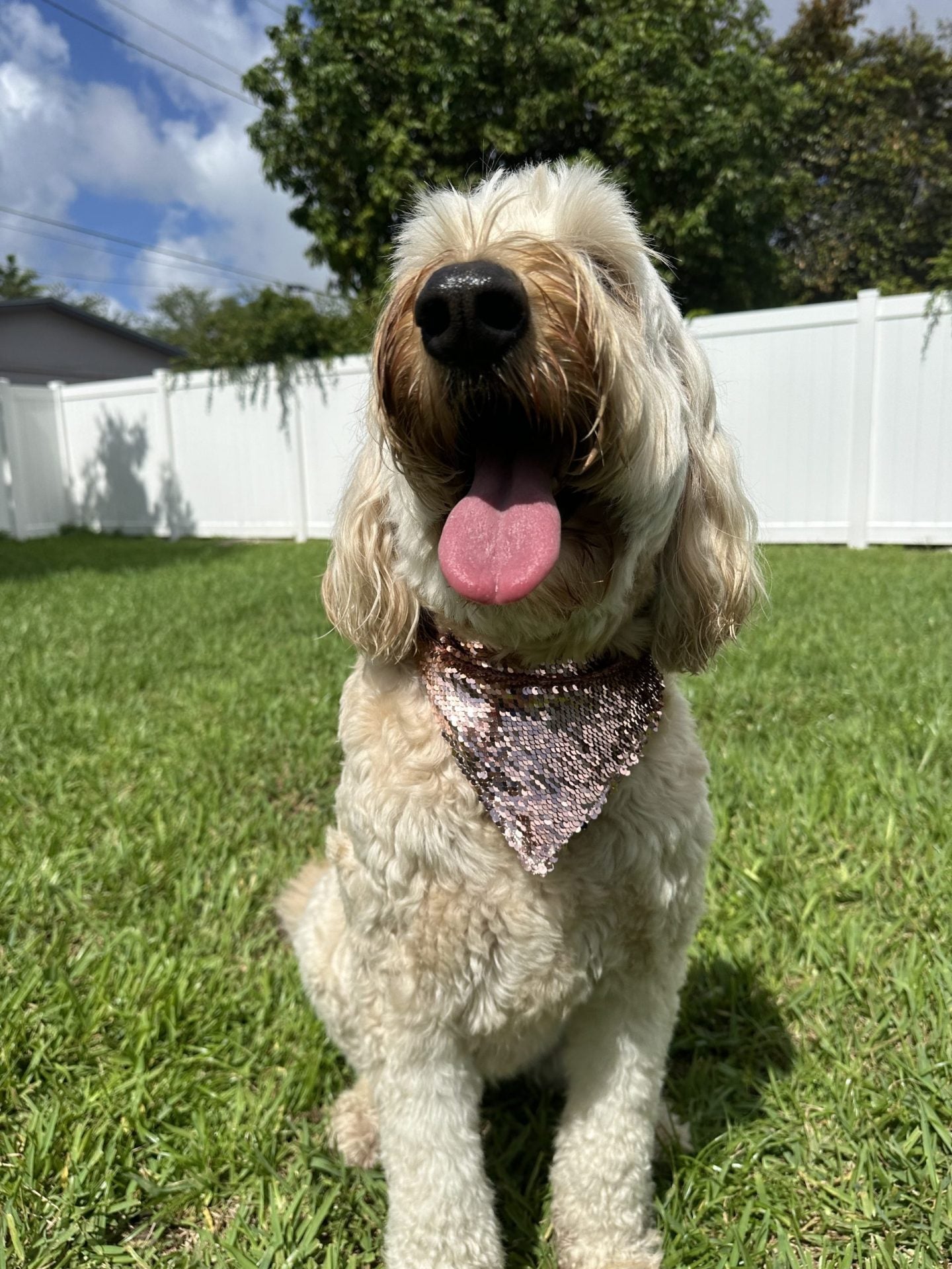 Rose Gold Dog Bandanna with a Snap