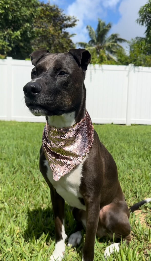 Dog wearing a sparkly bandana sitting on grass with trees in the background