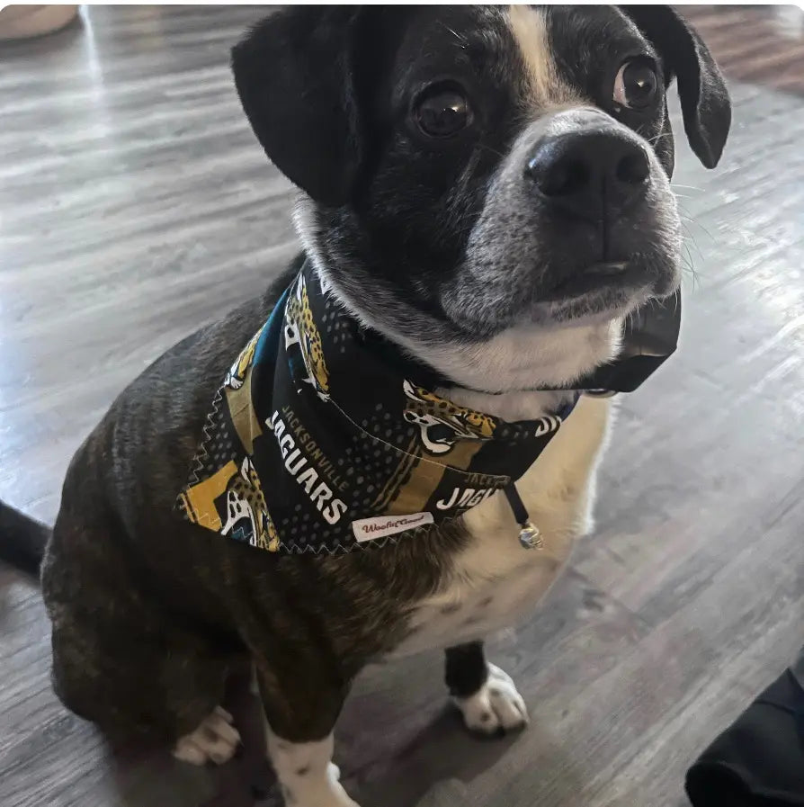 Jaguars Over the Collar Dog Bandanna