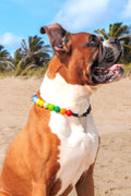 Dog Beaded Collar