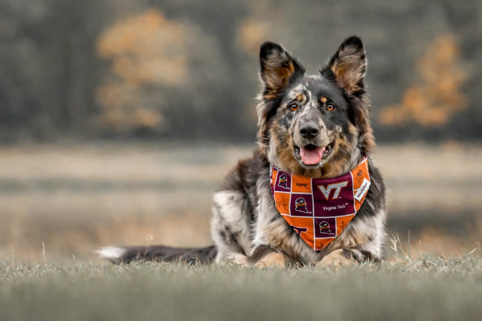 Virginia Tech University over the collar dog bandannas