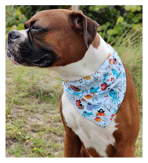 Buffalo Bills Dog Bandana & Bow Tie